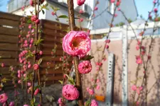 SAM_0501.webp