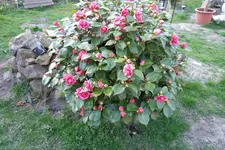 SAM_0502.webp