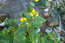 SAM_0503.webp