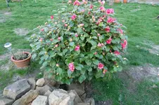 SAM_0509.webp