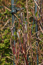 Daniel_Deronda_Clematis_Austrieb_700.webp