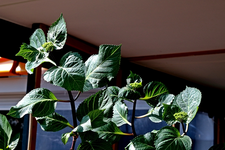erste Blütenansätze_09042015_640.webp