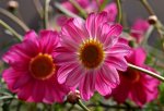 Margerite_daisy_pink_weiss_makro1_700.JPG