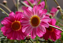 Margerite_daisy_pink_weiss_makro1_700.webp