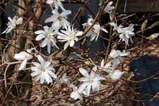 Sternmagnolie_weiss_640.webp