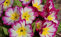 Primel_weiss_gelb_pink_makro_700.webp