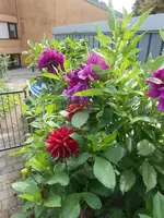 DSCN1842.webp