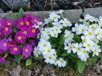 CIMG0057.webp