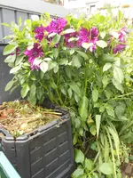 DSCN1843.webp