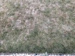 Rasen am 23.März.2015.jpg