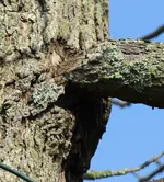 Amberbaum2.webp