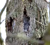 Amberbaum3.webp