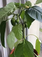 paprika.webp