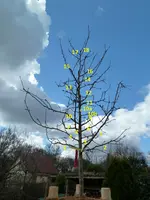 Apfelbaum_Schnitt_numeriert.webp