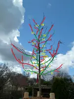 Apfelbaum_Schnitt_vorschlag.webp