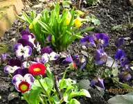 IMG_4242.webp