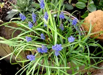 IMG_4245.webp