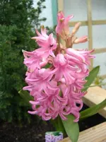 Hyazinthe rosa v 2015.webp