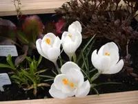 Krokus 1 v 2015.webp