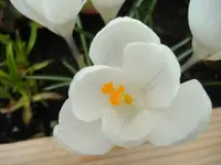 Krokus 2 v 2015.webp