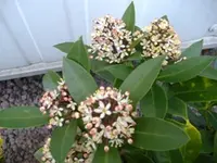 Skimme Rubina 1 v 2015.webp