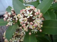 Skimme Rubina 2 v 2015.webp