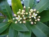 Skimme Rubina 3 v 2015.webp
