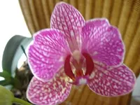 Orchidee 2 v 2015.webp