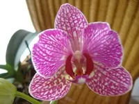 Orchidee 3 v 2015.webp