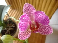 Orchidee 1 v 2015.webp
