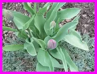 005.webp