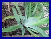 003.webp