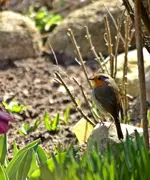 Rotkehlchen_red robin_1024.webp