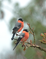 zwei_Gimpel_Dompfaff_Regen_Rose_lachs_orange_schwarz_800.webp