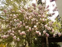 Magnolienblüten.webp
