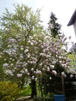Magnolienblüten_2.webp