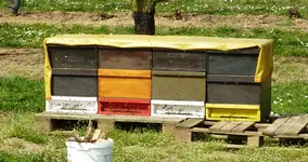 Bienenstock.webp