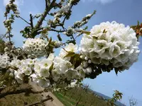 Kirschblüte_Zweig.webp