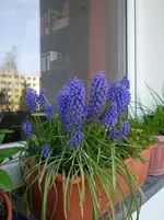 SDC12423.webp