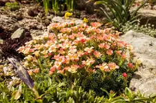 HG 15-04-12-5166.webp