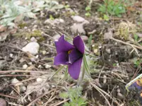 009.webp
