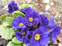 010.webp