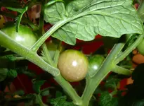 21.webp