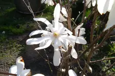 SAM_0513.webp