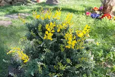 SAM_0514.webp