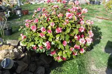 SAM_0517.webp