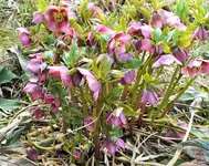 DSCF0612 (3).webp