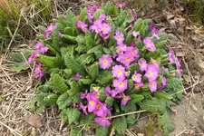 DSCF0614.webp