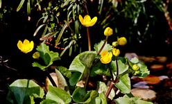 Sumpfdotterblume_gelb_Teich_700.webp