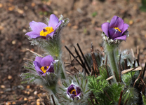 Küchenschelle_lila_purple_grün_700.webp